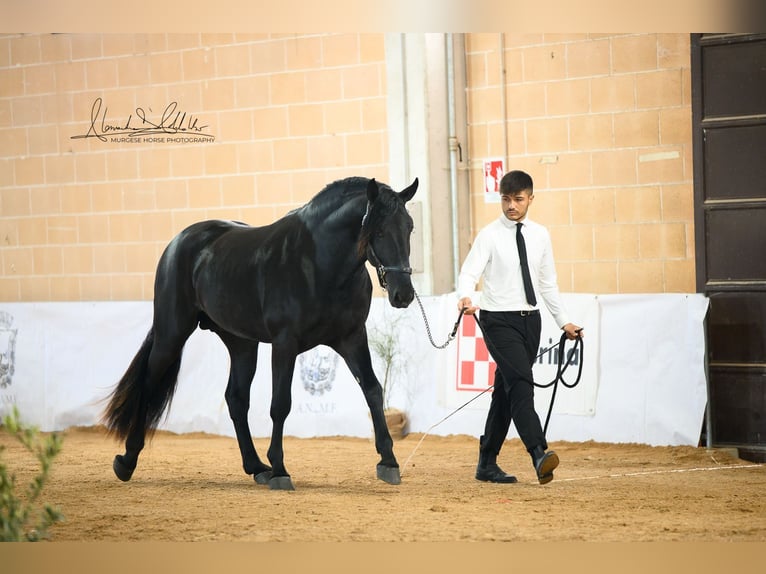 Murgese Hengst 3 Jahre 165 cm Rappe in Martina Franca