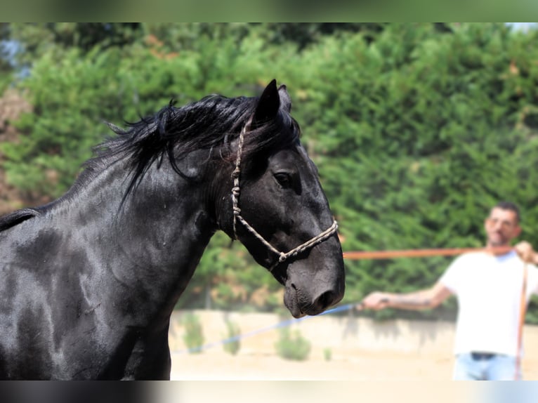 Murgese Hengst 3 Jahre 165 cm Rappe in Martina Franca