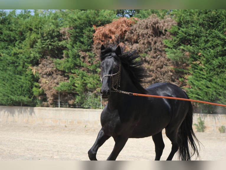 Murgese Hengst 3 Jahre 165 cm Rappe in Martina Franca
