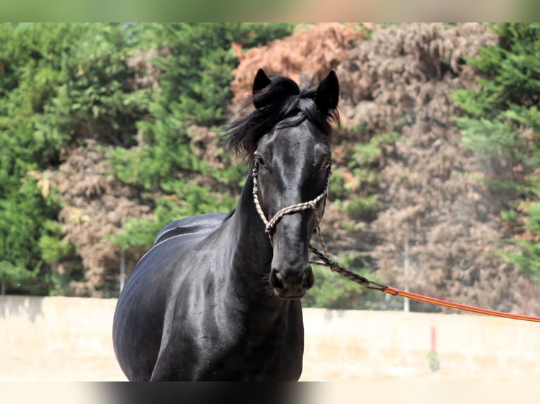 Murgese Hengst 3 Jahre 165 cm Rappe in Martina Franca