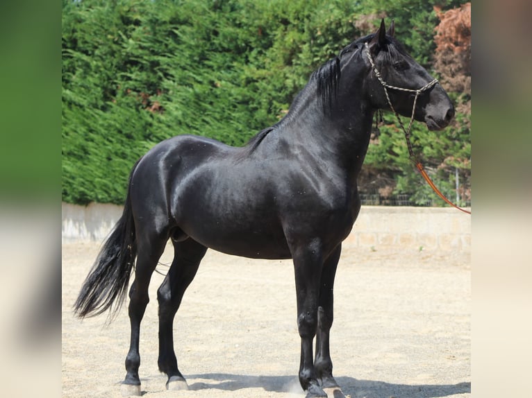 Murgese Hengst 3 Jahre 165 cm Rappe in Martina Franca
