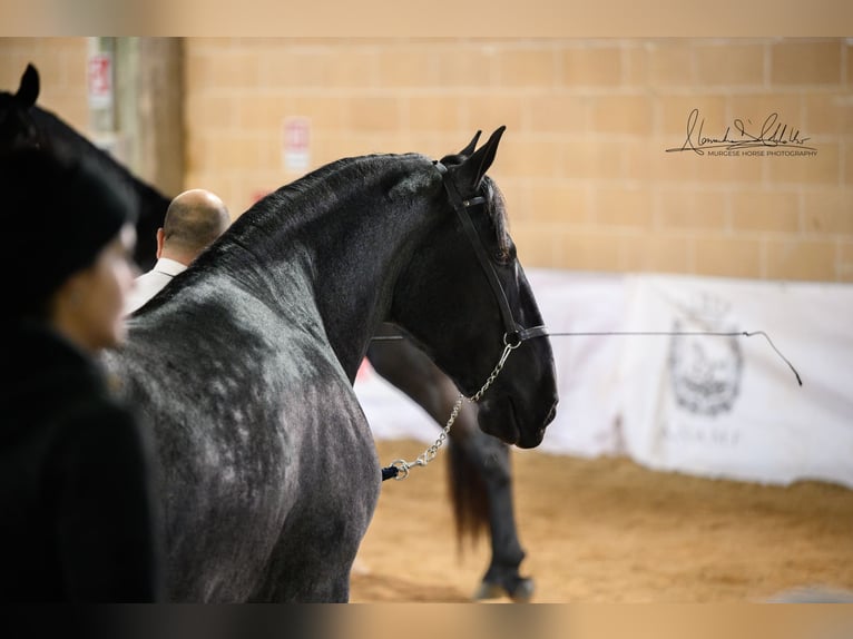 Murgese Hengst 3 Jahre 165 cm Roan-Blue in Noci