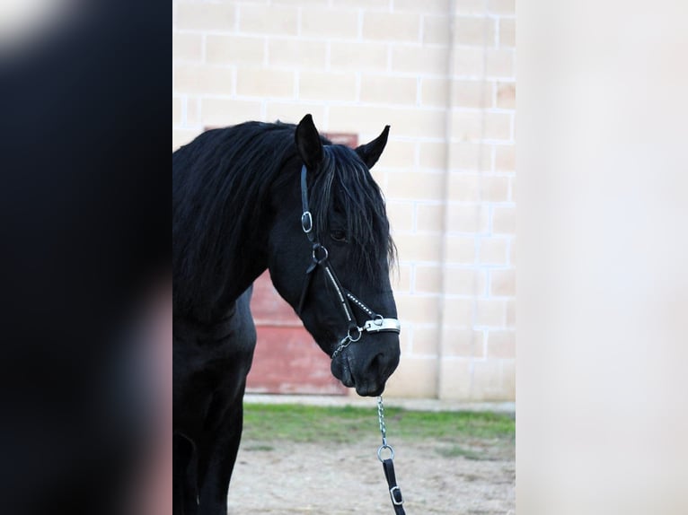 Murgese Hengst 3 Jahre 168 cm Rappe in Copertino