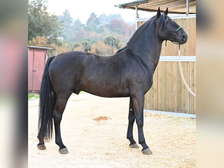 Murgese Hengst 4 Jaar 156 cm Zwart in Martina Franca