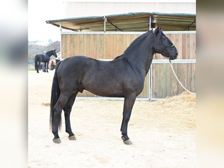 Murgese Hengst 4 Jahre 156 cm Rappe in Martina Franca