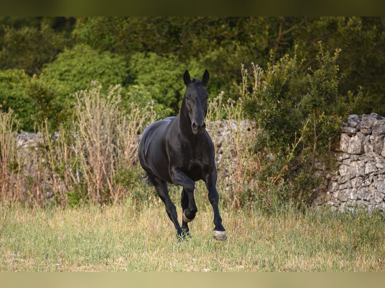 Murgese Hengst 4 Jahre 156 cm Rappe in Noci
