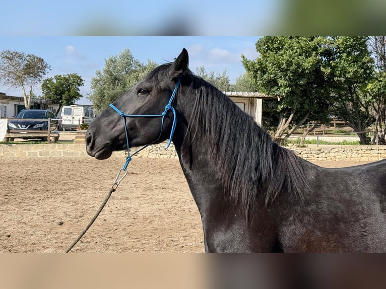 Murgese Hengst 4 Jahre 160 cm Rappe in Martina Franca