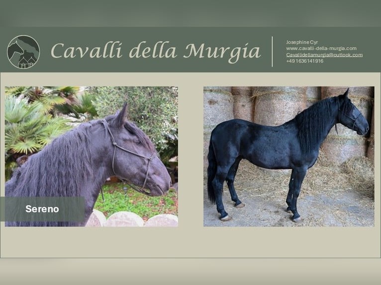 Murgese Hengst 4 Jahre Rappe in Martina Franca