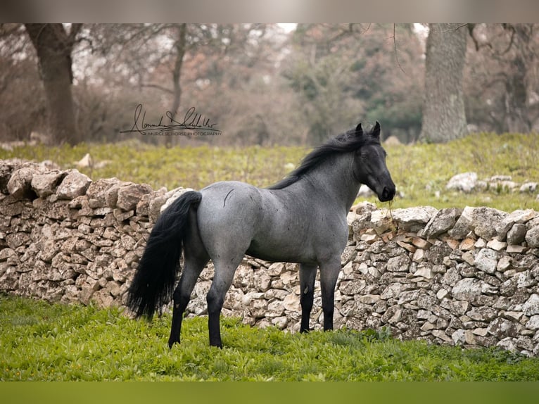Murgese Hengst 7 Jahre 161 cm Roan-Blue in San Paolo