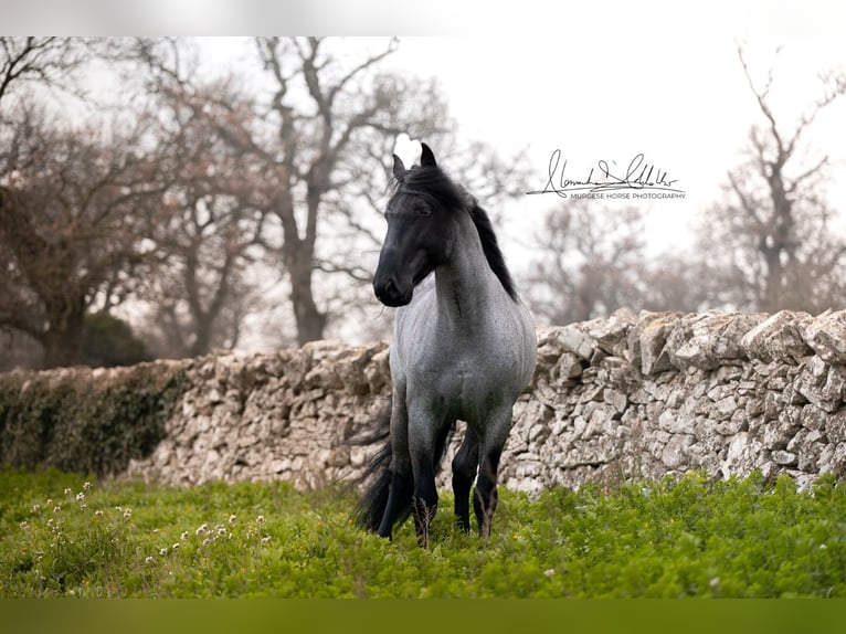 Murgese Hengst 7 Jahre 161 cm Roan-Blue in San Paolo