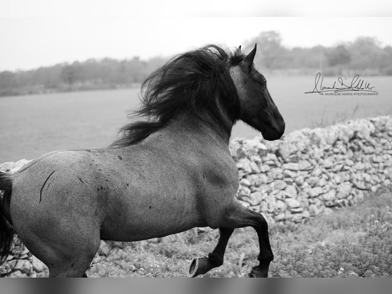 Murgese Hengst 7 Jahre 161 cm Roan-Blue in San Paolo