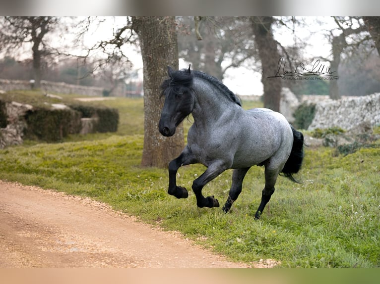Murgese Hengst 7 Jahre 161 cm Roan-Blue in San Paolo