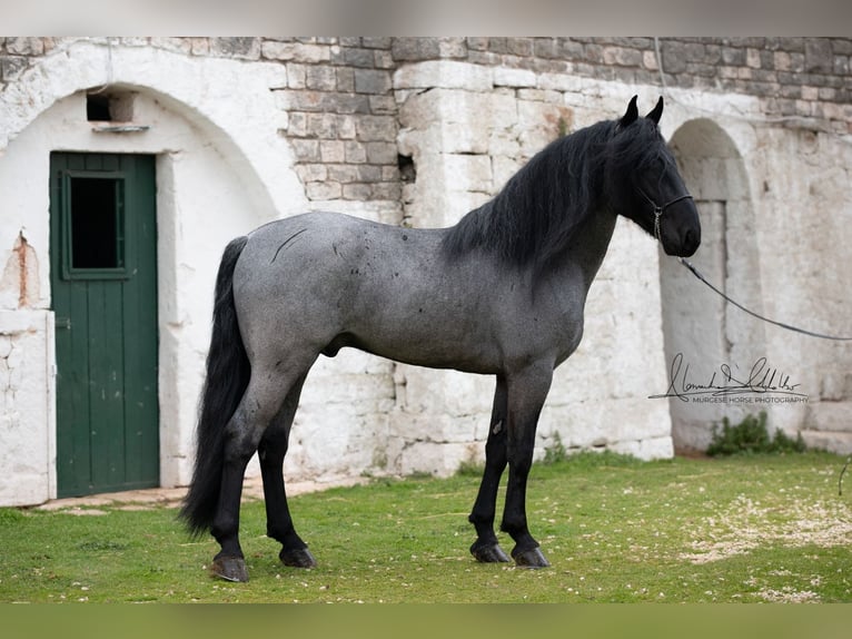 Murgese Hengst 7 Jahre 161 cm Roan-Blue in San Paolo