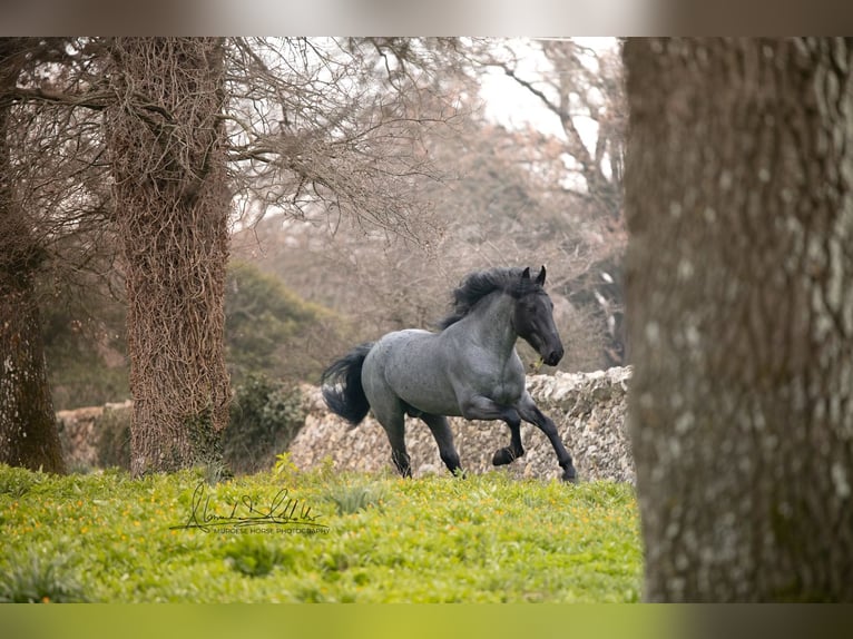 Murgese Hengst 7 Jahre 161 cm Roan-Blue in San Paolo