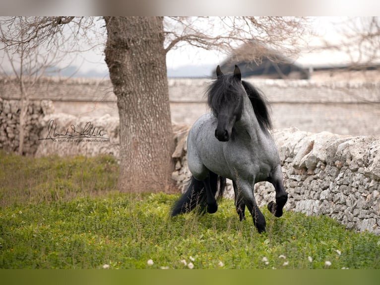 Murgese Hengst 7 Jahre 161 cm Roan-Blue in San Paolo