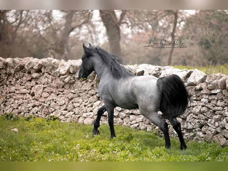 Murgese Hengst 7 Jahre 161 cm Roan-Blue in San Paolo