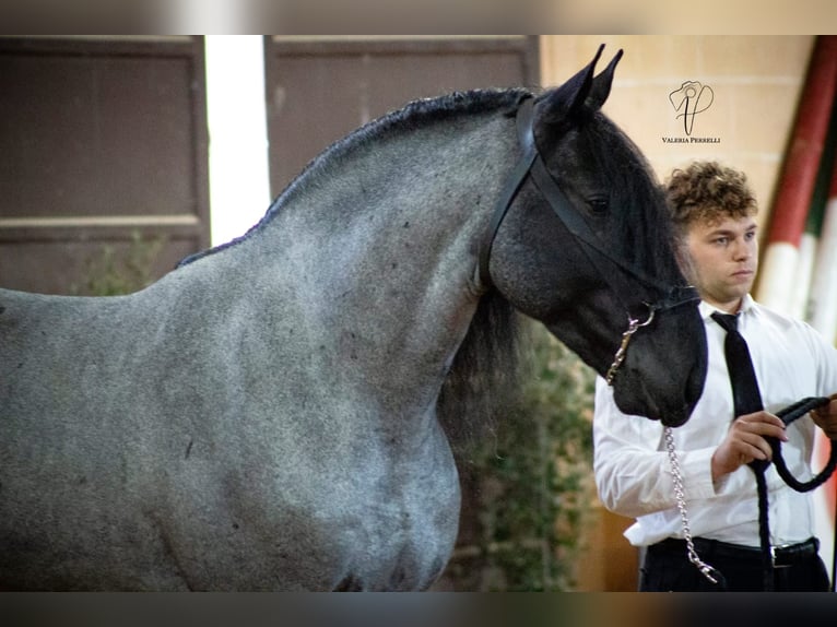 Murgese Hengst 7 Jahre 161 cm Roan-Blue in San Paolo