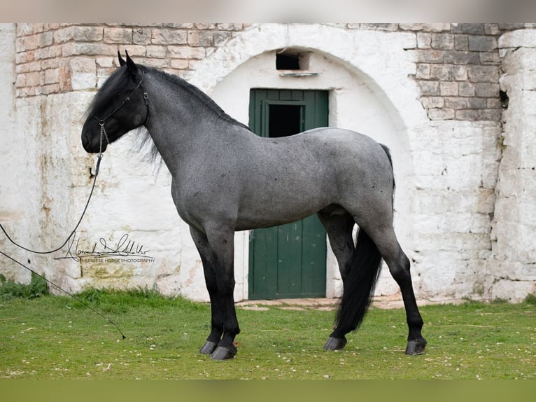 Murgese Hengst 7 Jahre 161 cm Roan-Blue in San Paolo