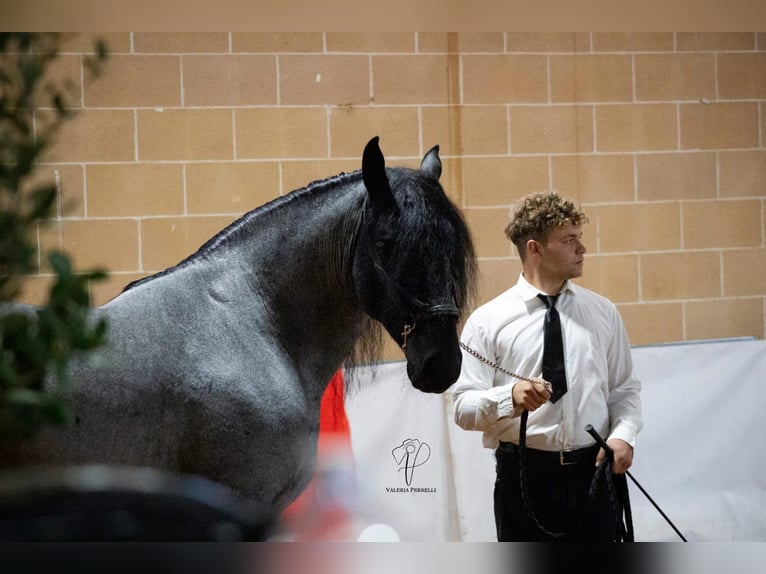 Murgese Hengst 7 Jahre 161 cm Roan-Blue in San Paolo
