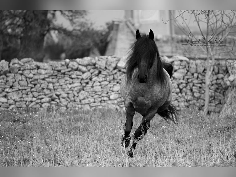 Murgese Hengst 7 Jahre 161 cm Roan-Blue in San Paolo