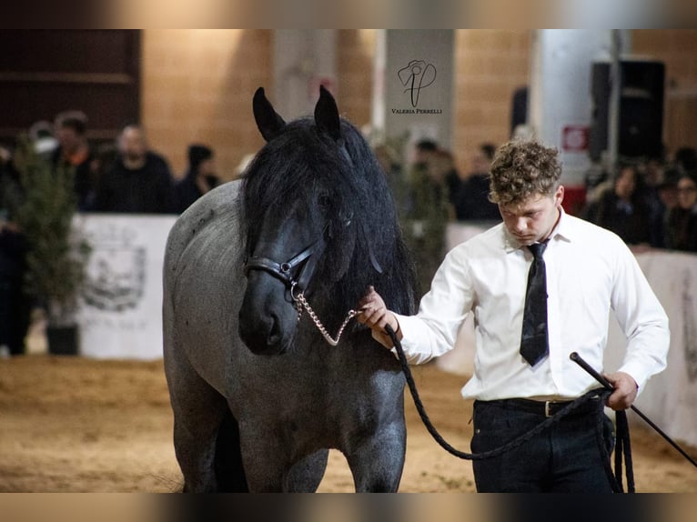 Murgese Hengst 7 Jahre 161 cm Roan-Blue in San Paolo