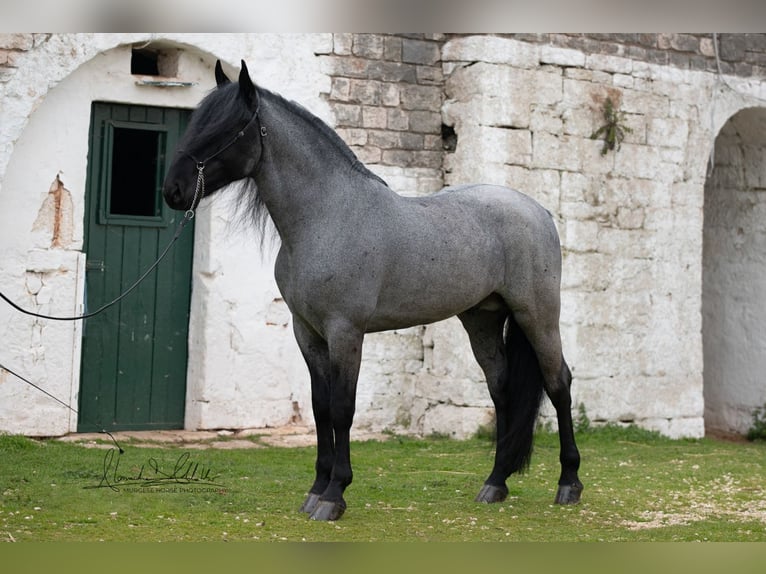 Murgese Hengst 7 Jahre 161 cm Roan-Blue in San Paolo