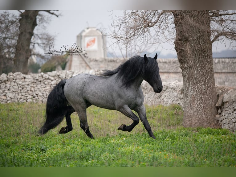 Murgese Hengst 7 Jahre 161 cm Roan-Blue in San Paolo