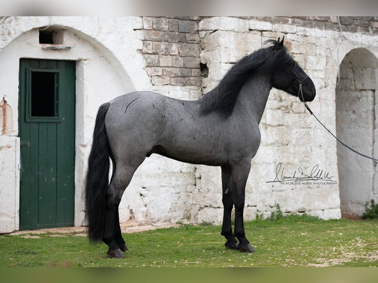 Murgese Hengst 7 Jahre 161 cm Roan-Blue in San Paolo