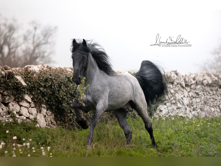 Murgese Hengst 7 Jahre 161 cm Roan-Blue in San Paolo