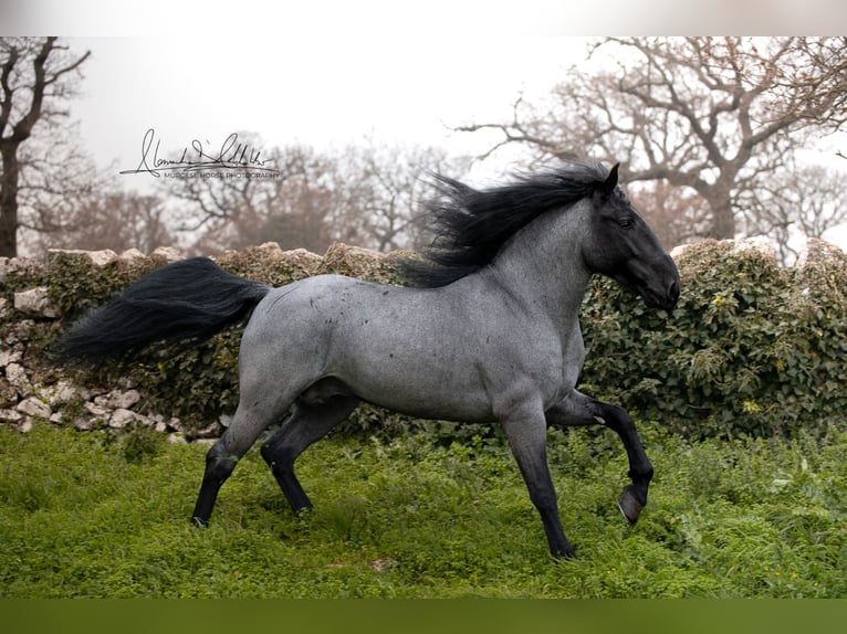 Murgese Hengst 7 Jahre 161 cm Roan-Blue in San Paolo