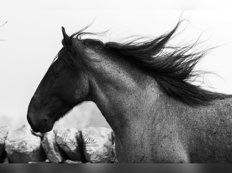 Murgese Hengst 7 Jahre 161 cm Roan-Blue in San Paolo