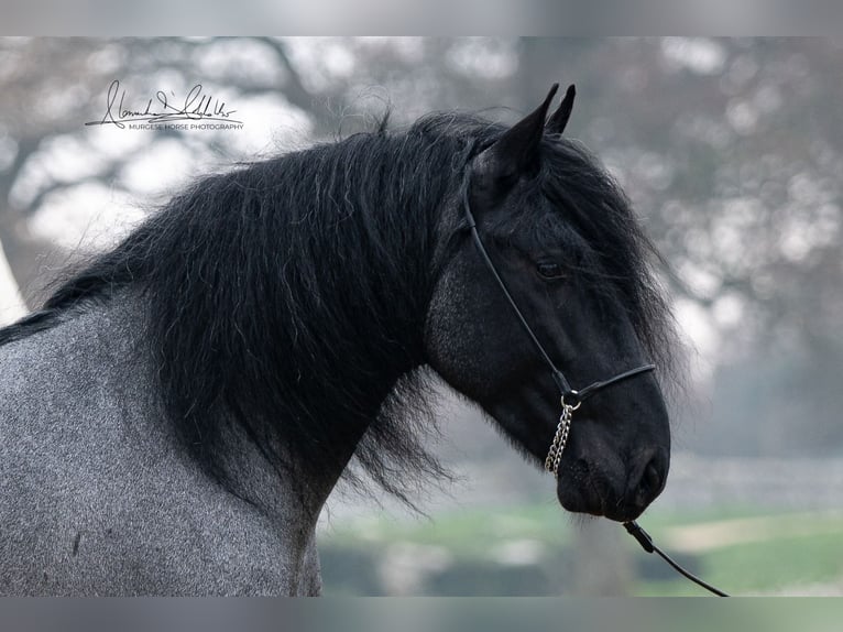 Murgese Hengst 7 Jahre 161 cm Roan-Blue in San Paolo