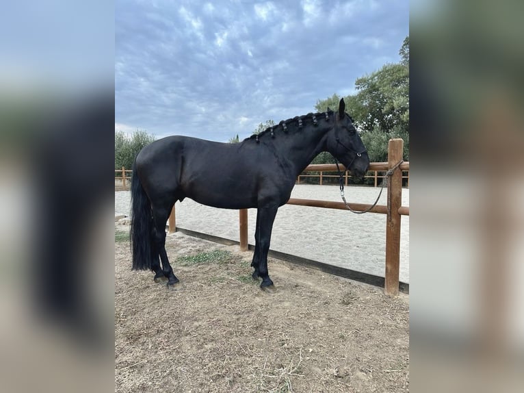 Murgese Hengst 8 Jaar 153 cm Zwart in Grosseto