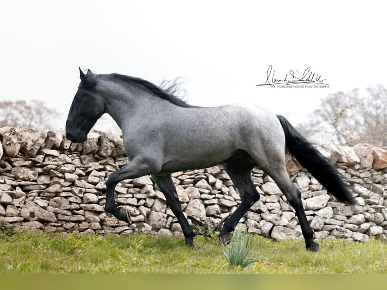 Murgese Hengst 8 Jaar 161 cm Roan-Blue in San Paolo