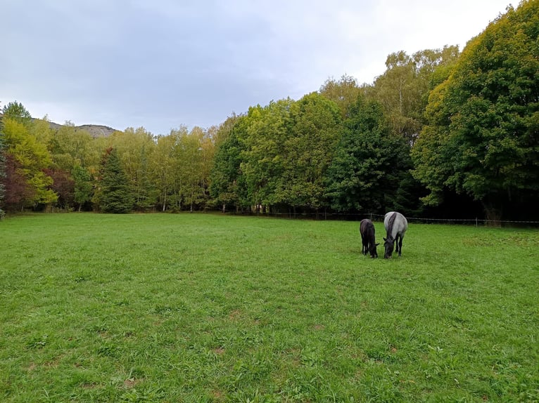 Murgese Mix Hengst Fohlen (06/2026) Rappe in Manteyer