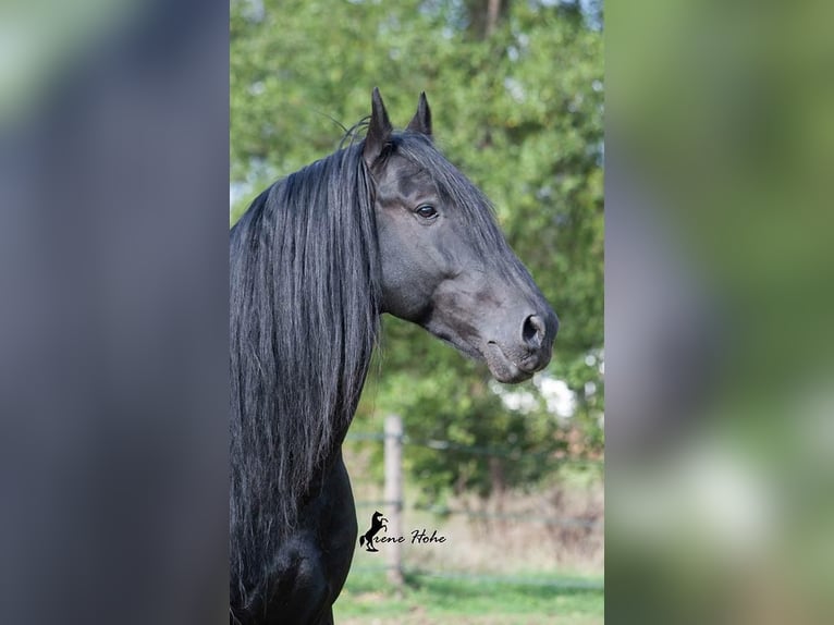 Murgese Hengst Rappe in Mainleus