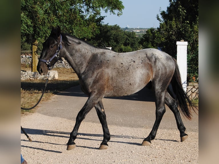 Murgese Hingst 2 år 154 cm Konstantskimmel in Murgia