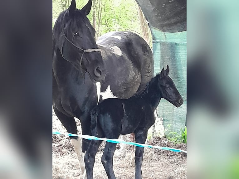 Murgese Blandning Hingst Föl (05/2024) 120 cm Svart in Montegrosso Di Cinaglio