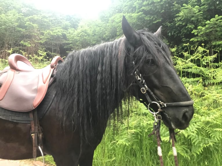 Murgese Hongre 10 Ans 158 cm Noir in Saarburg