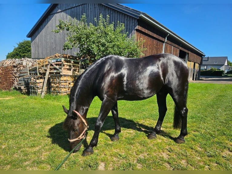 Murgese Hongre 10 Ans 165 cm Noir in Huldange