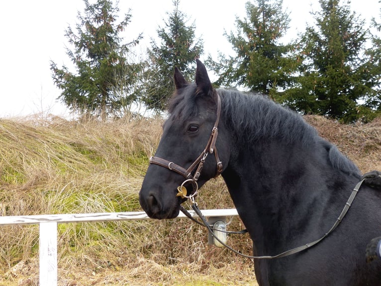 Murgese Hongre 13 Ans 159 cm Noir in Rot an der Rot