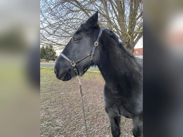 Murgese Hongre 14 Ans 156 cm Noir in Schwallungen