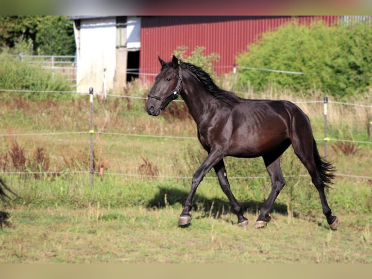 Murgese Hongre 2 Ans 163 cm Noir in Wahlenau