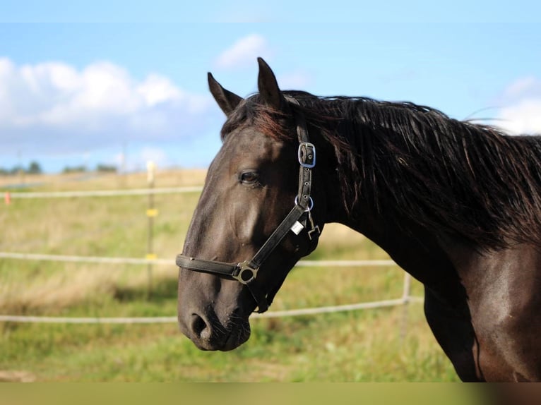 Murgese Hongre 2 Ans 163 cm Noir in Wahlenau