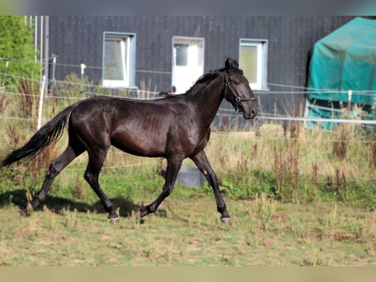 Murgese Hongre 2 Ans 163 cm Noir in Wahlenau