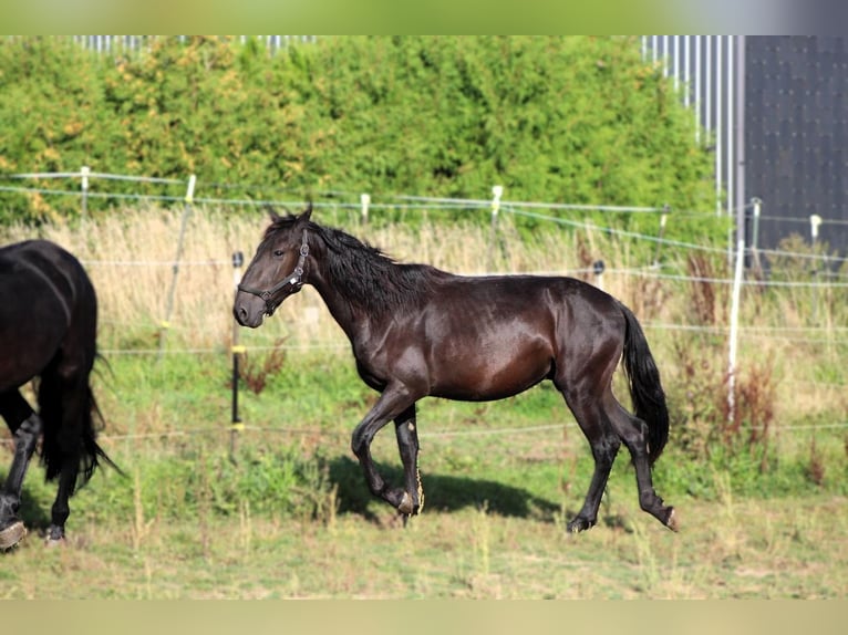 Murgese Hongre 2 Ans 163 cm Noir in Wahlenau