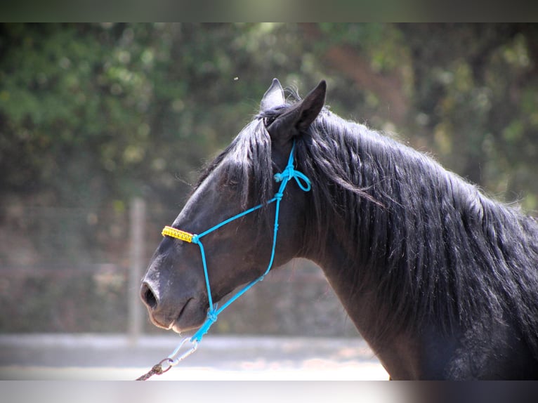 Murgese Hongre 3 Ans 162 cm Noir in Offenburg