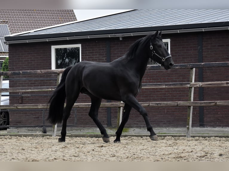 Murgese Hongre 3 Ans 165 cm Noir in Montfoort