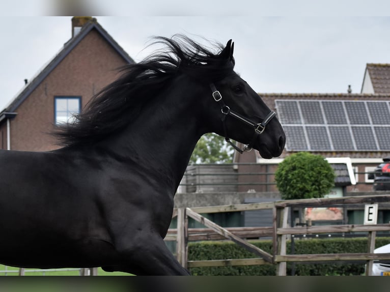 Murgese Hongre 3 Ans 165 cm Noir in Montfoort