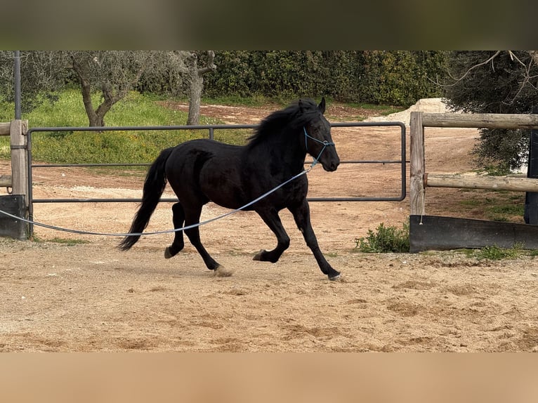 Murgese Hongre 4 Ans 159 cm Noir in Martina Franca